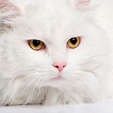  Angora 