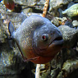  Piranha 