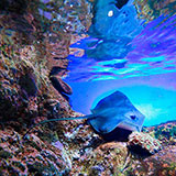  Stingray 