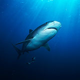  Tiger Shark 