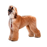  Afghan Hound 