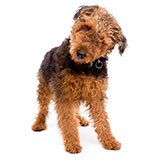  Airedale 