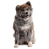  Akita Inu 