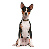  Basenji 