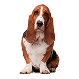  Basset Hound 