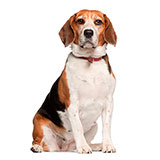  Beagle 