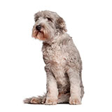  Bearded Collie 