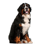  Bernese 