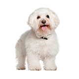  Bichon Frise 