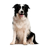  Border Collie 