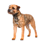  Border Terrier 