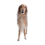  Borzoi 