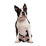  Boston Terrier 