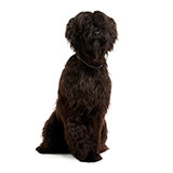  Briard 