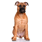  Bullmastiff 