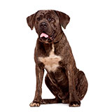 Cane Corso 