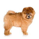  Chow Chow 