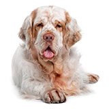  Clumber Spaniel 