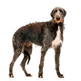  Deerhound 