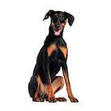  Doberman 