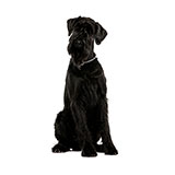  Giant Schnauzer 
