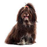  Havanese 