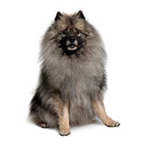  Keeshond 