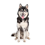  Malamute 
