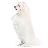  Maltese 