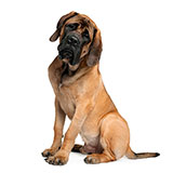  Mastiff 