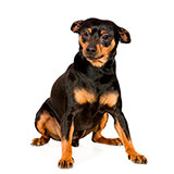  Mini Pinscher 