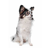  Papillon 