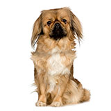  Pekingese 