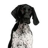  Pointer 