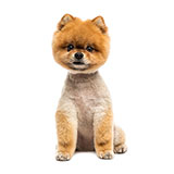  Pomeranian 
