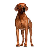  Ridgeback 
