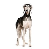  Saluki Dog 
