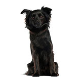  Schipperke 