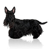  Schnauzer 