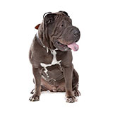  Shar Pei 