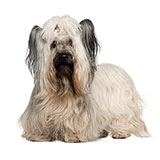  Skye Terrier 