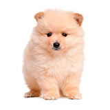  Spitz 