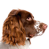  Springer 