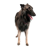  Tervuren 