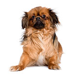 Tibetan Spaniel 