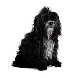  Tibetan Terrier 