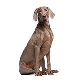  Weimaraner 