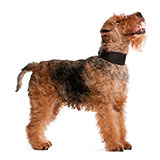  Welsh Terrier 