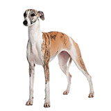  Whippet 