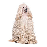  White Corded 